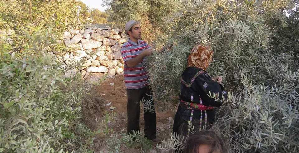 People participating in an olive harvest in Palestine